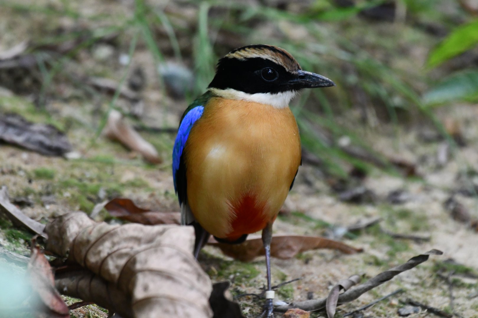 Blue-winged Pitta