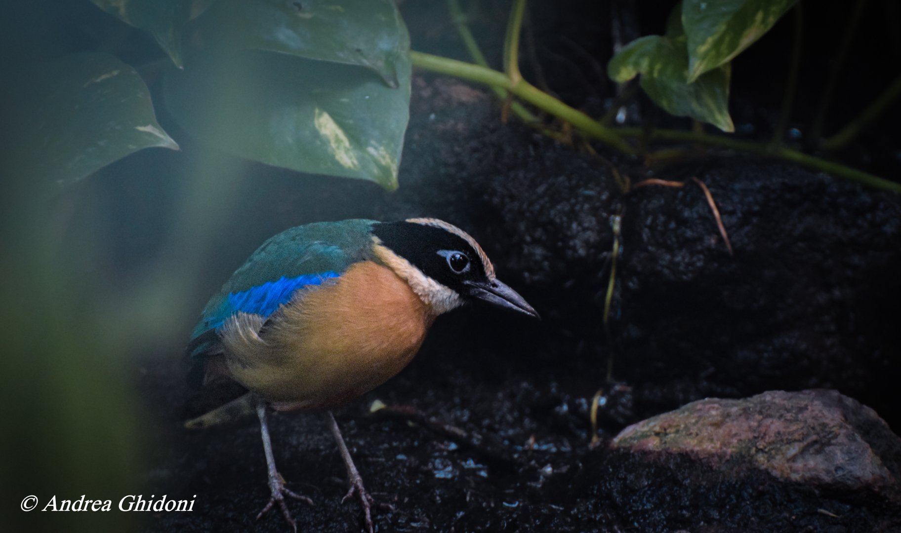 Blue-winged pitta