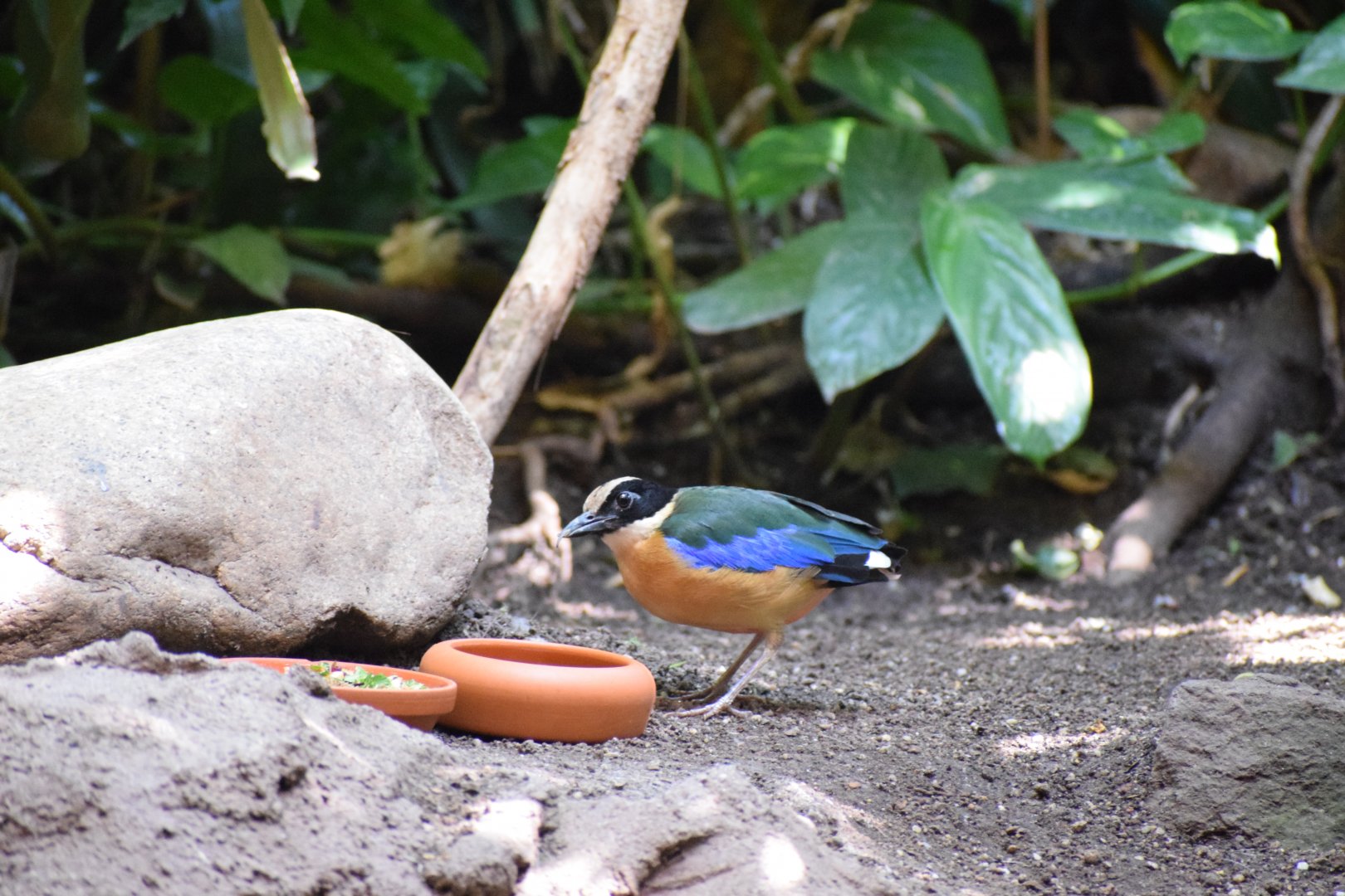 Blue-winged pitta