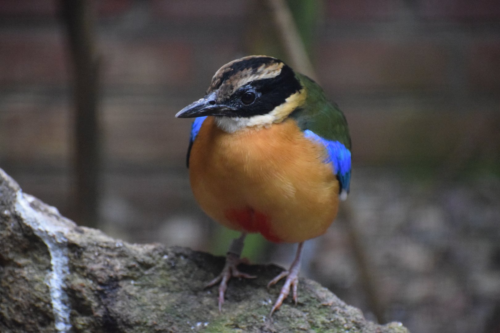Blue-winged pitta