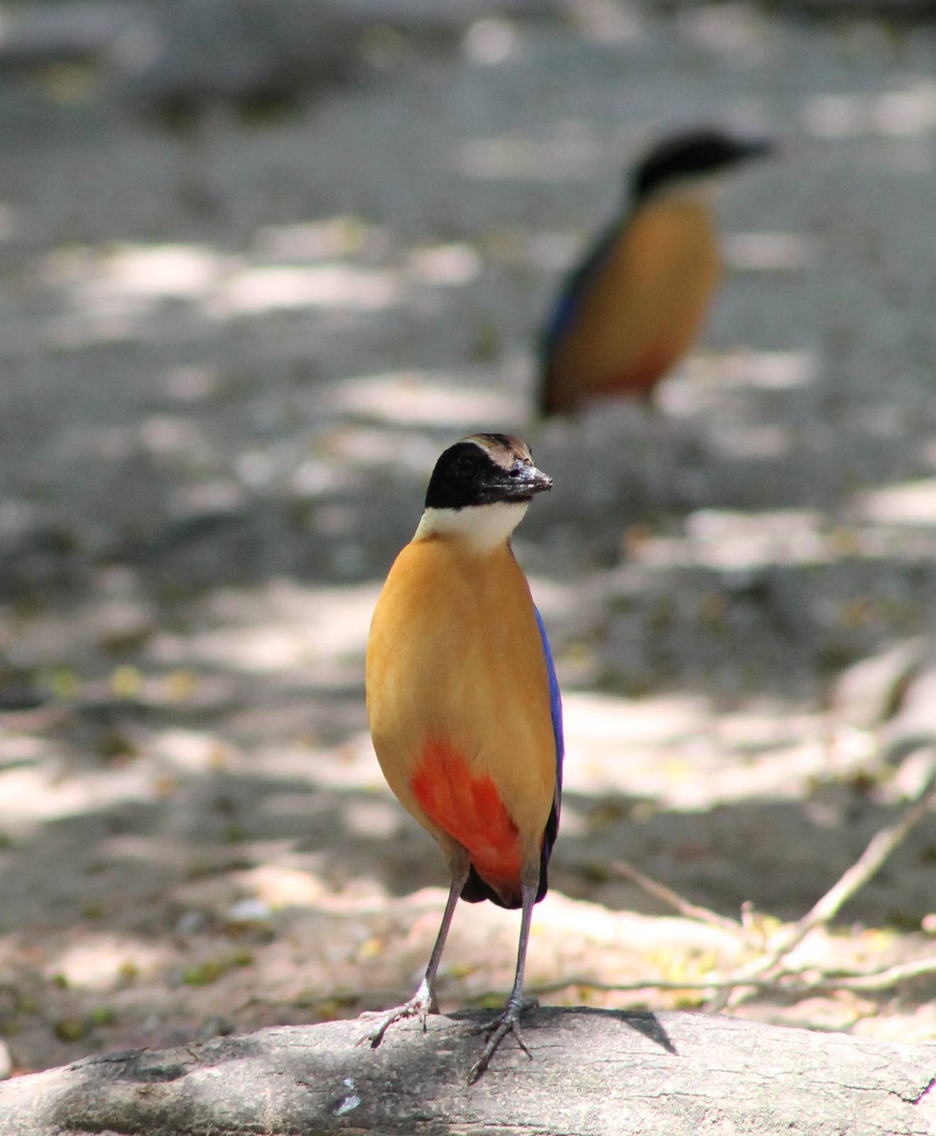 blue-winged pittas (Pitta moluccensis)