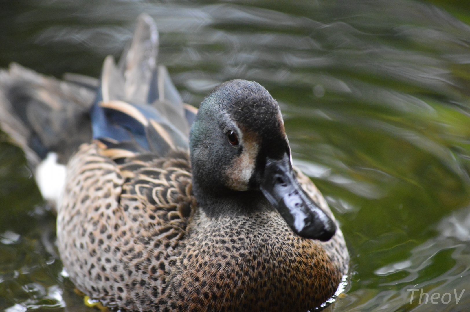 Blue-winged teal [2018]