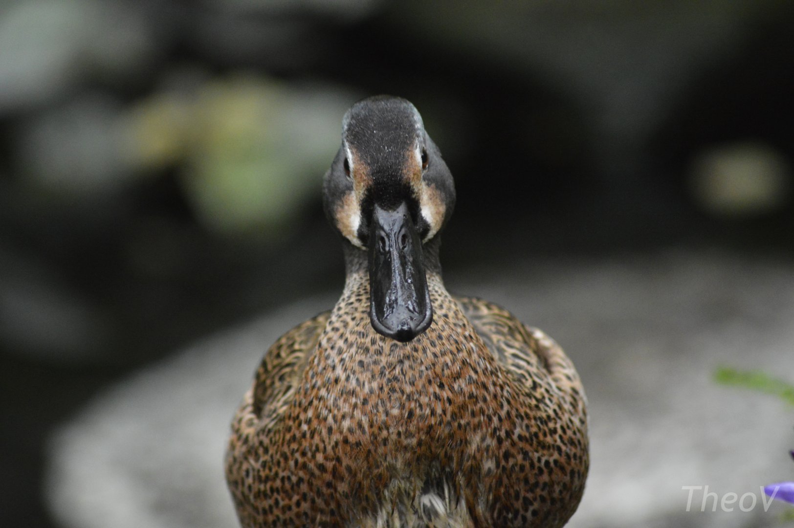 Blue-winged teal [2018]