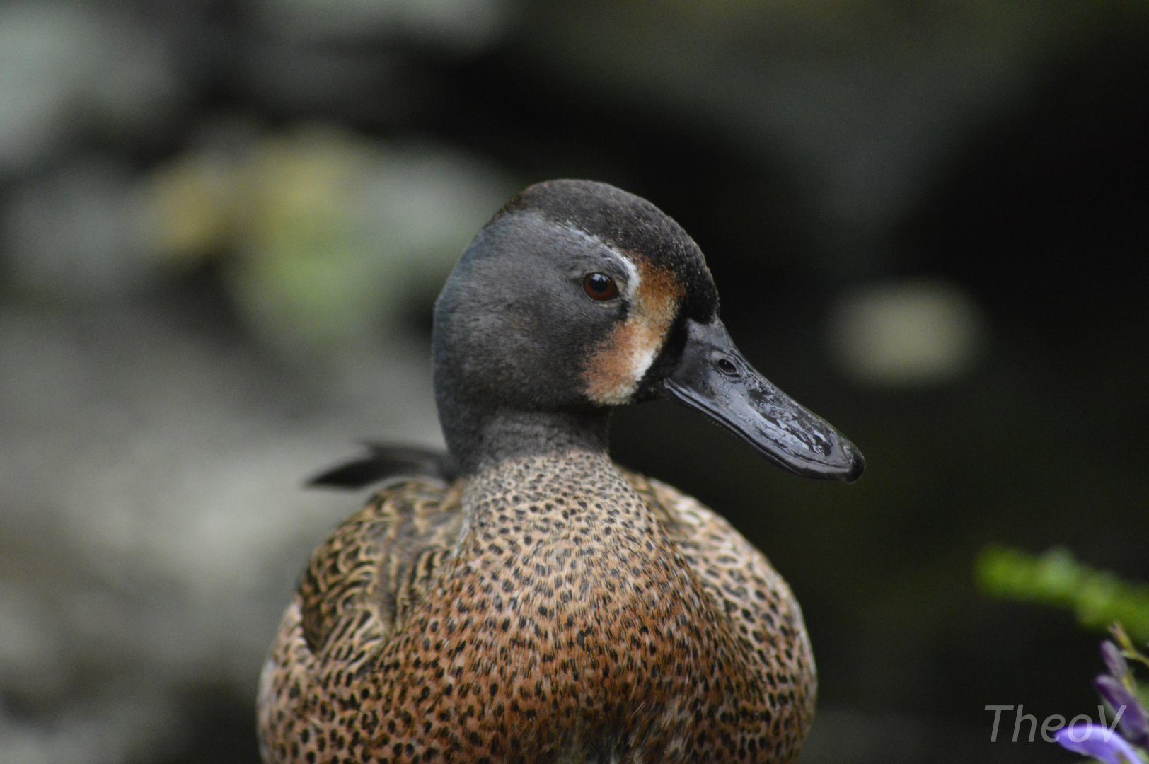 Blue-winged teal [2018]