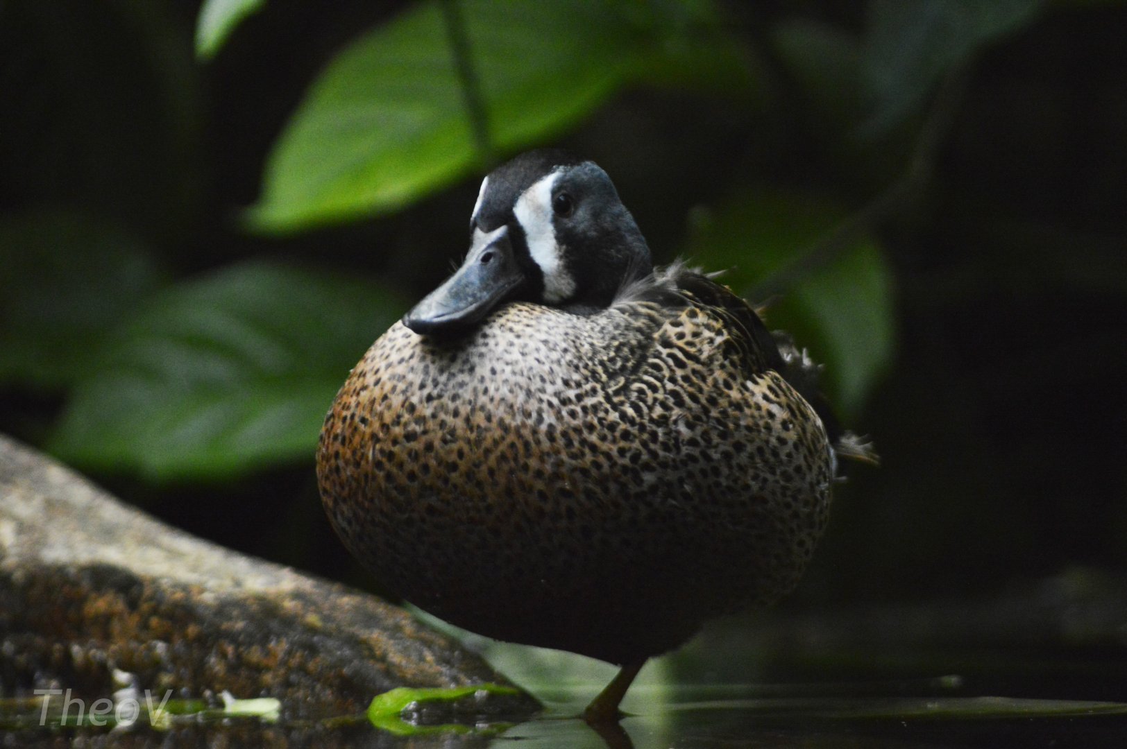 Blue-winged teal [2018]