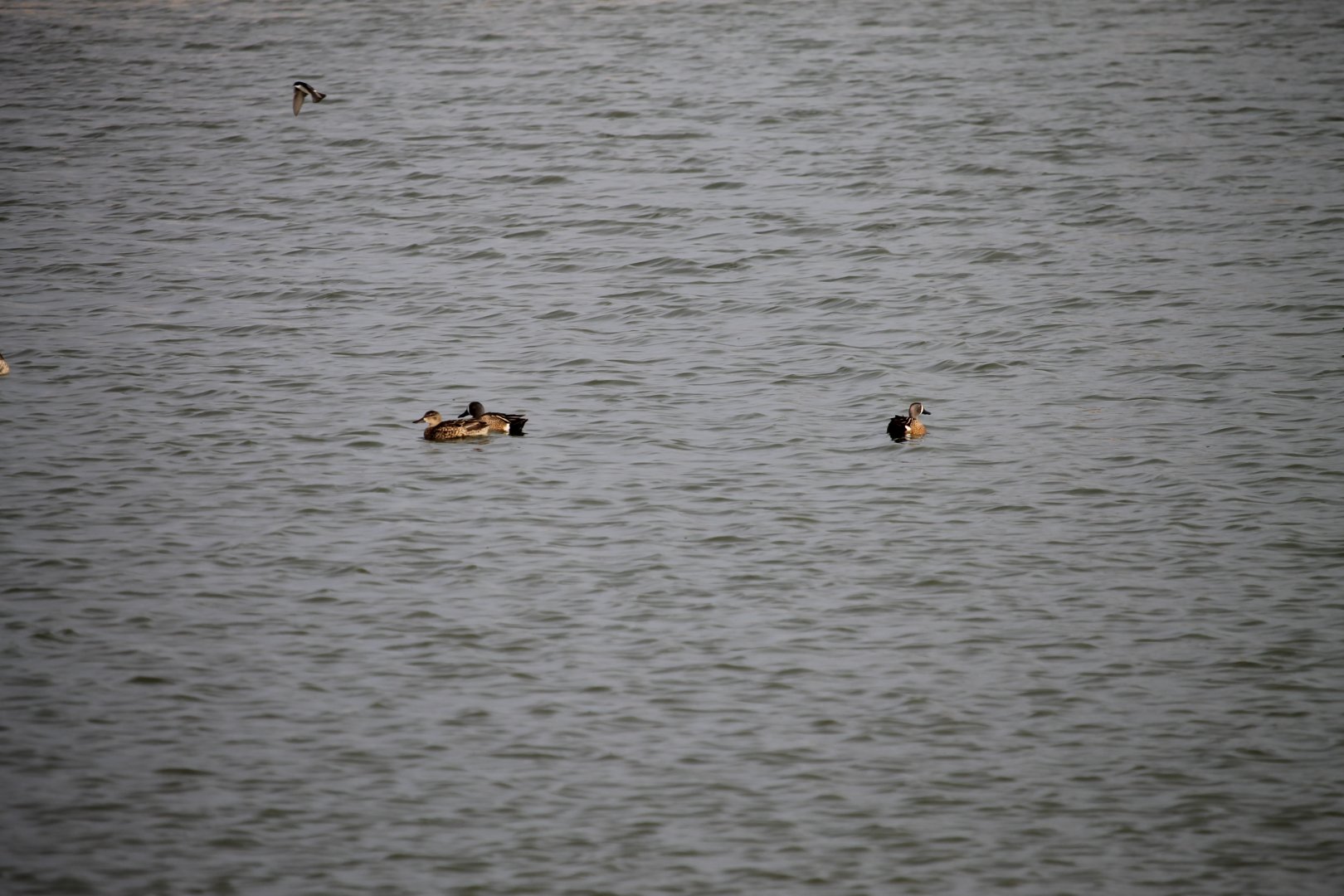 Blue-Winged Teal (Anas discors)