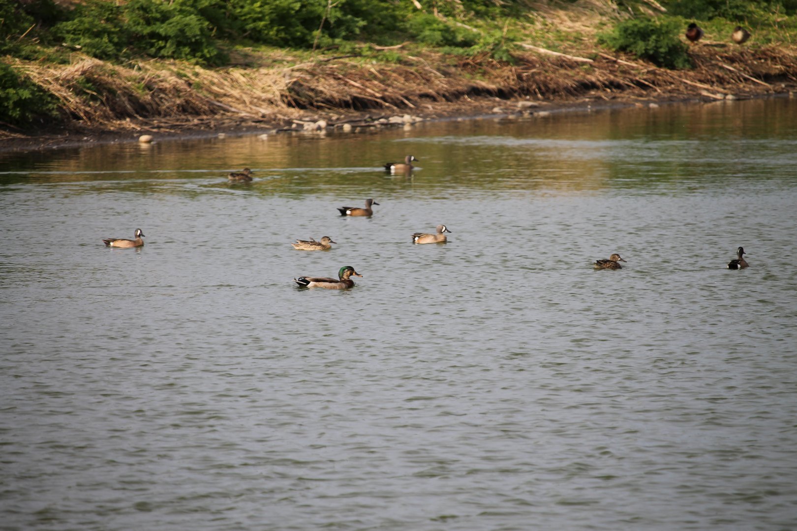 Blue-Winged Teal (Anas discors)