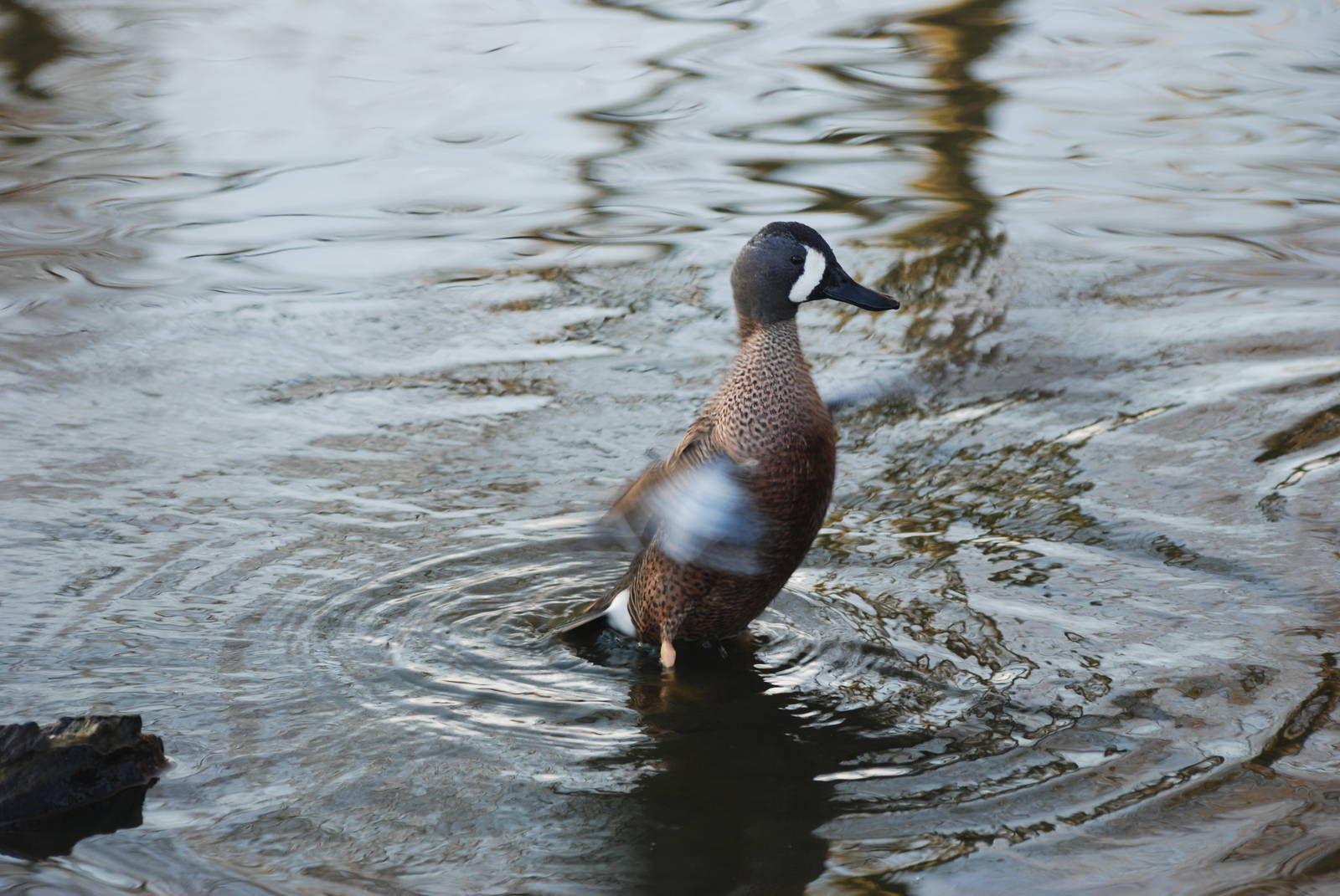 Blue-winged Teal at Martin Mere, 28/01/11