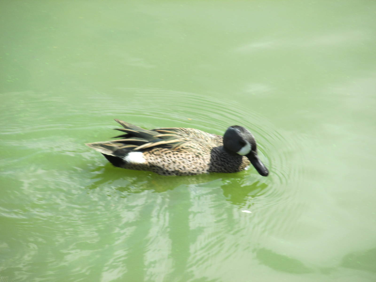 blue winged teal havana zoo