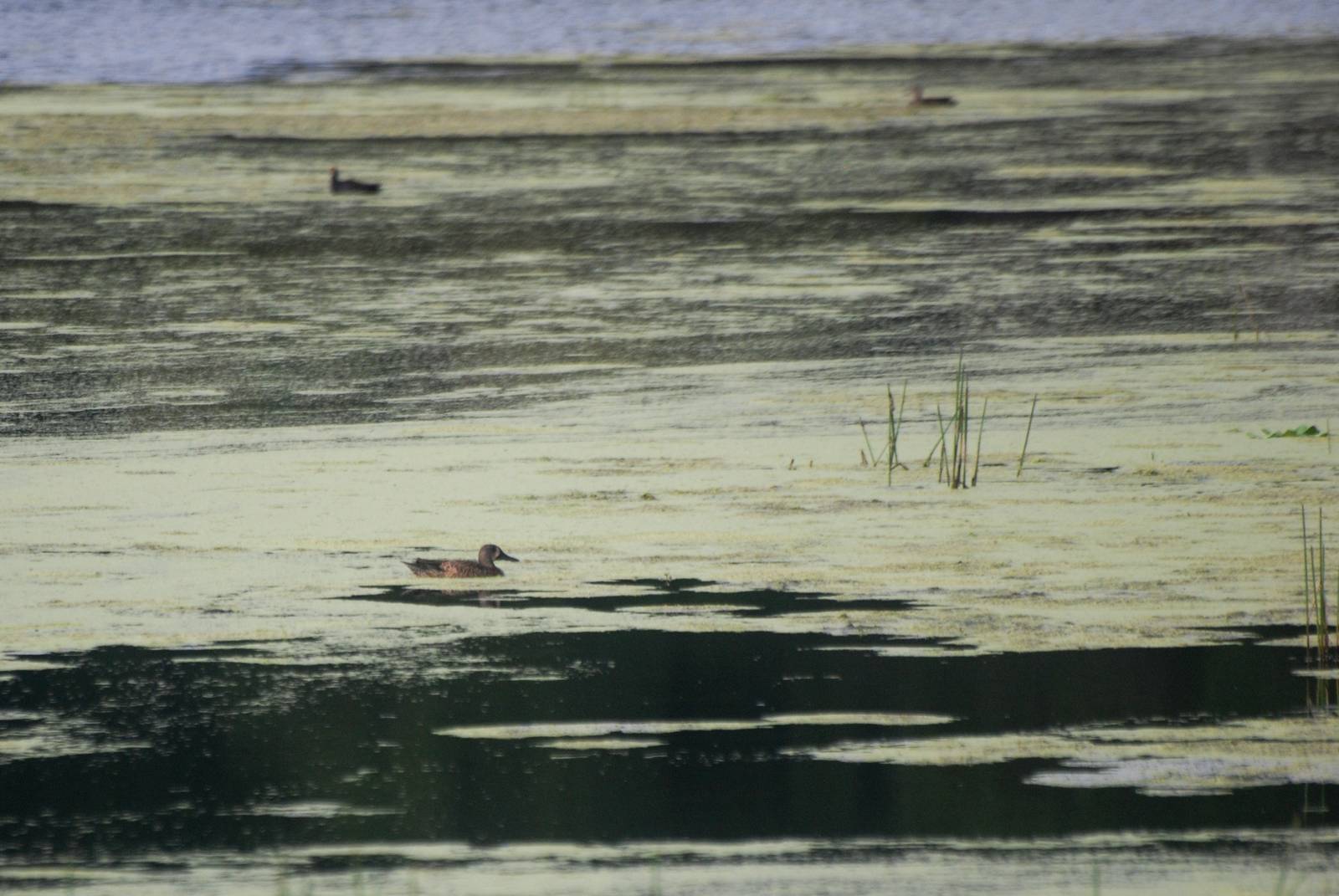 Blue-winged Teal, Punta Gorda, October 2013