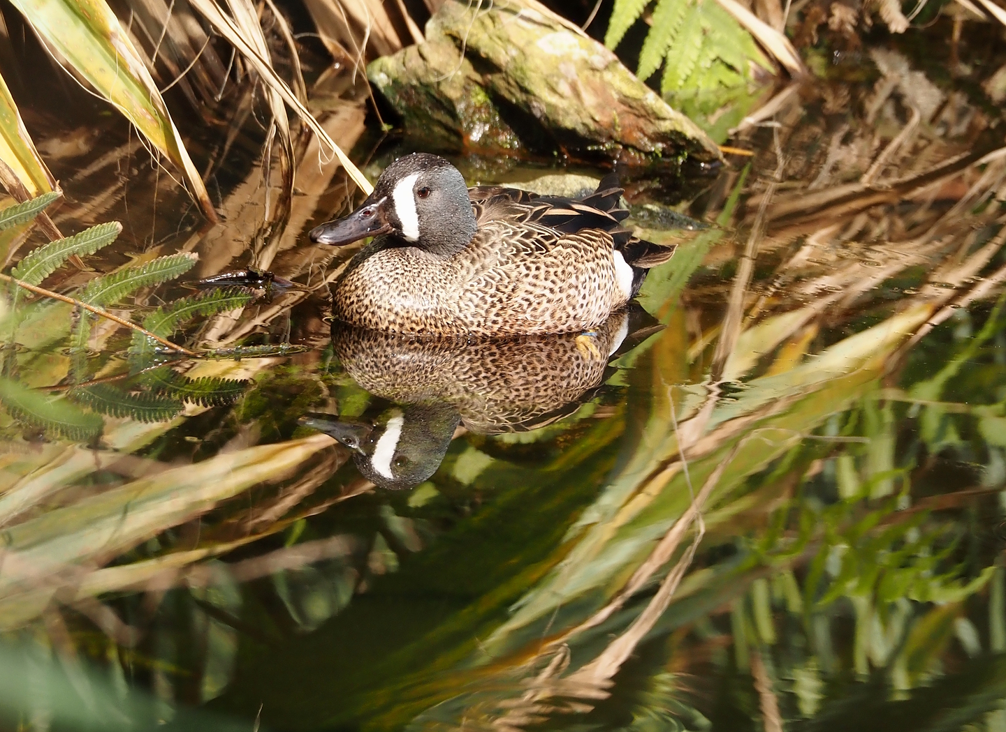 Blue-winged teal (Spatula discors), 2025-05-17