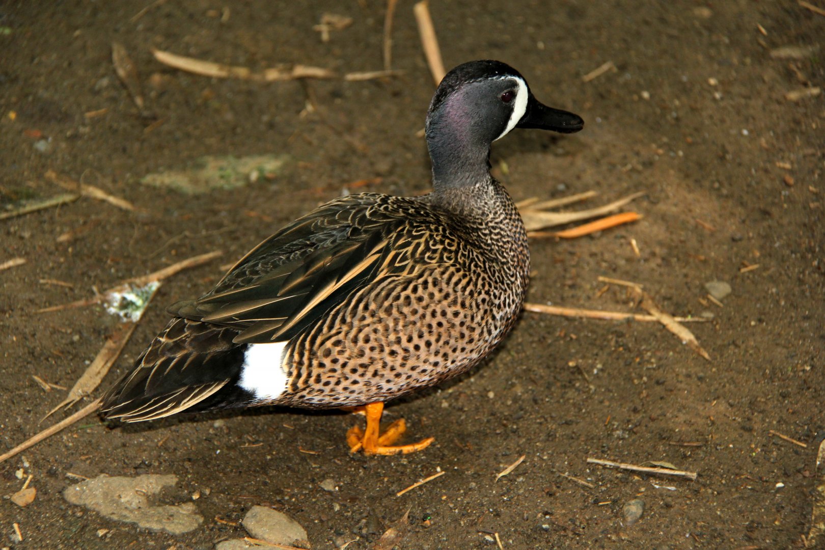 Blue-winged teal (Spatula discors)