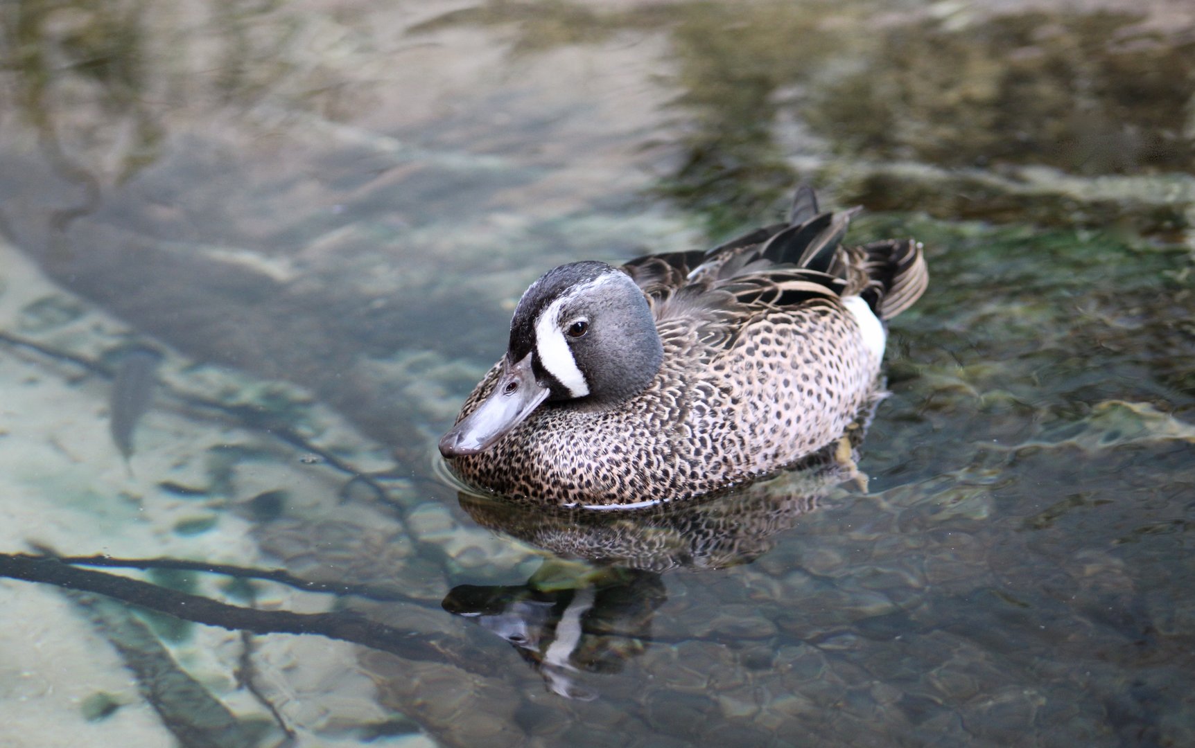 Blue-Winged Teal (Spatula discors)