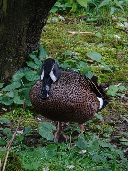 Blue-winged teal (Spatula discors)