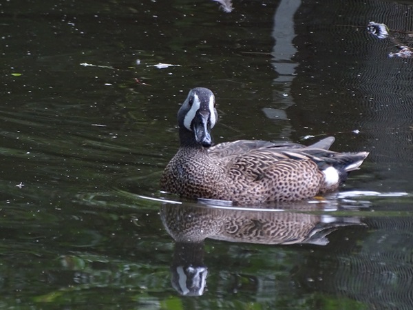 Blue-winged teal (Spatula discors)