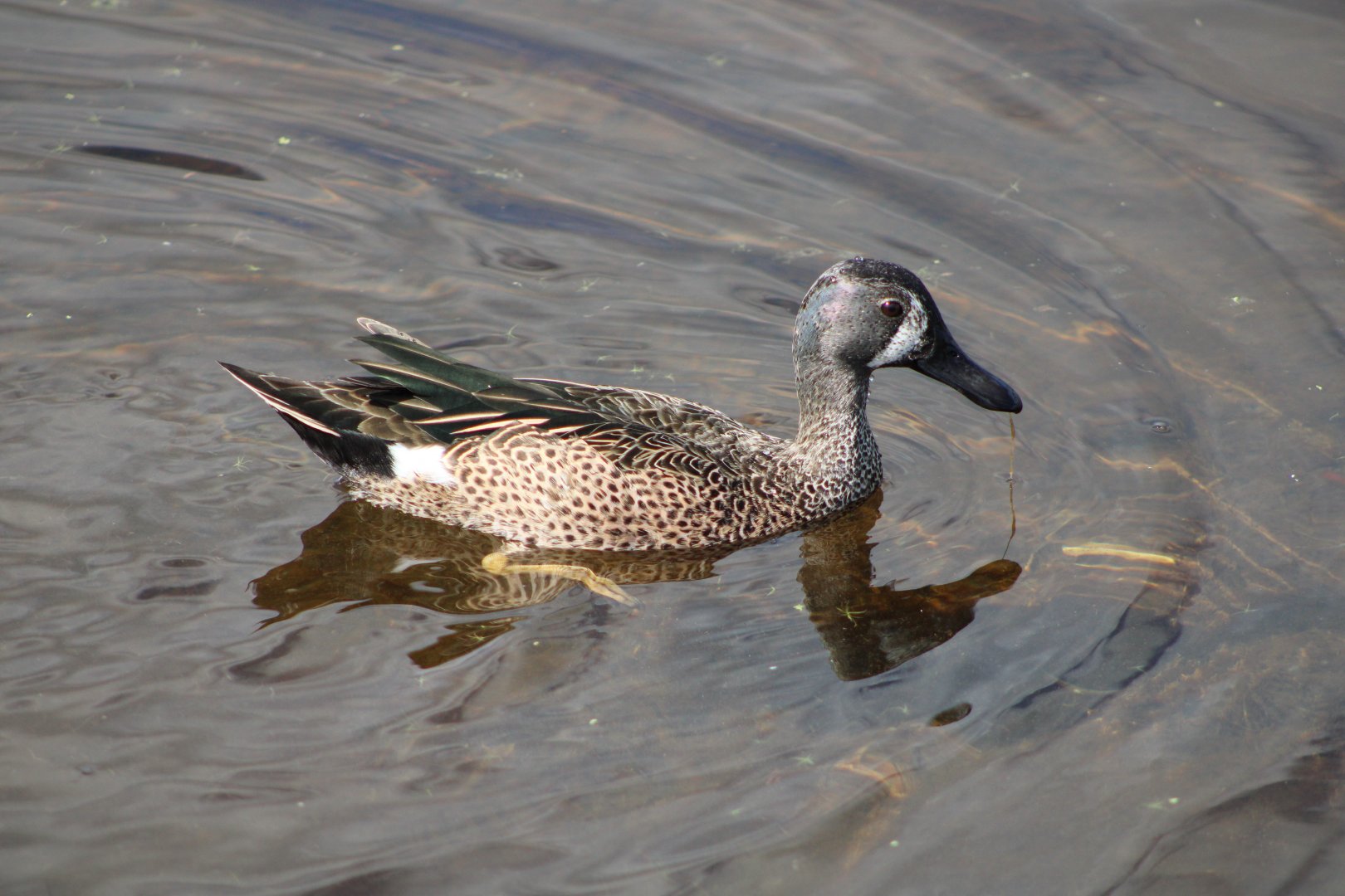 Blue-Winged Teal (Spatula discors)