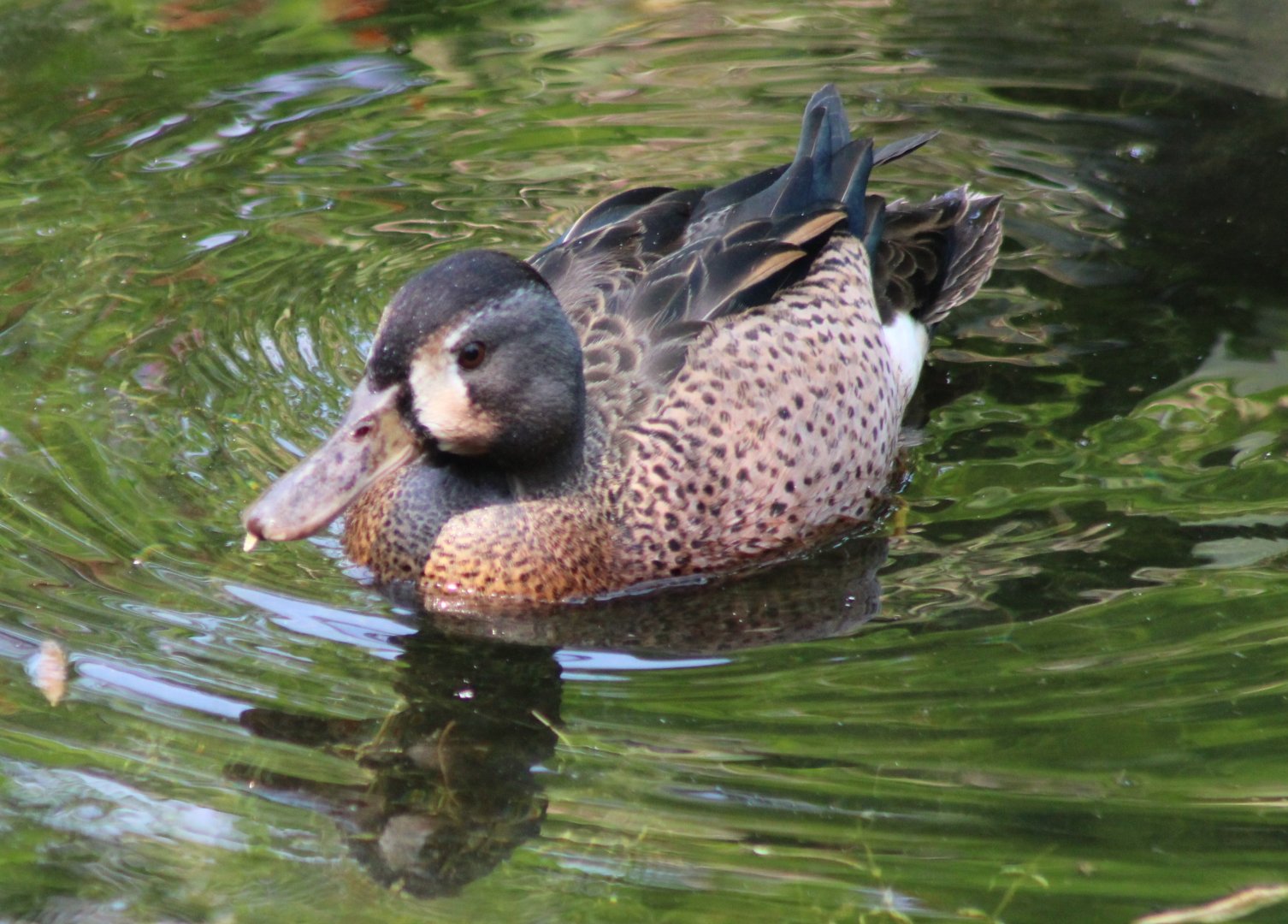 Blue-winged teal