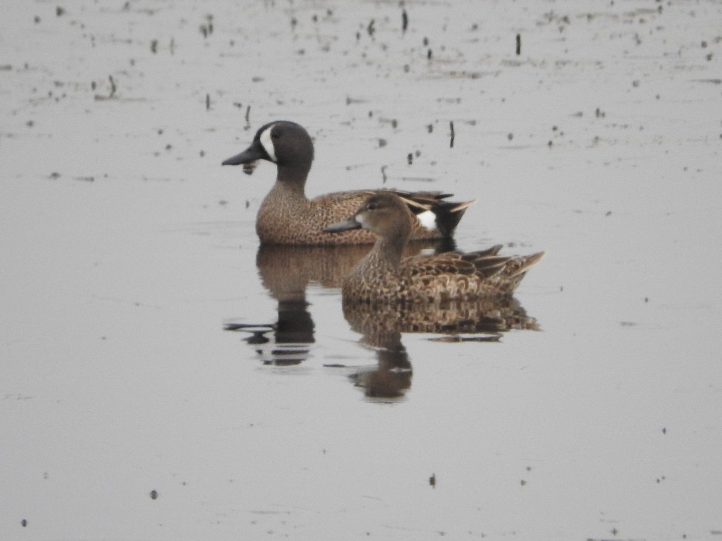 Blue-winged Teal
