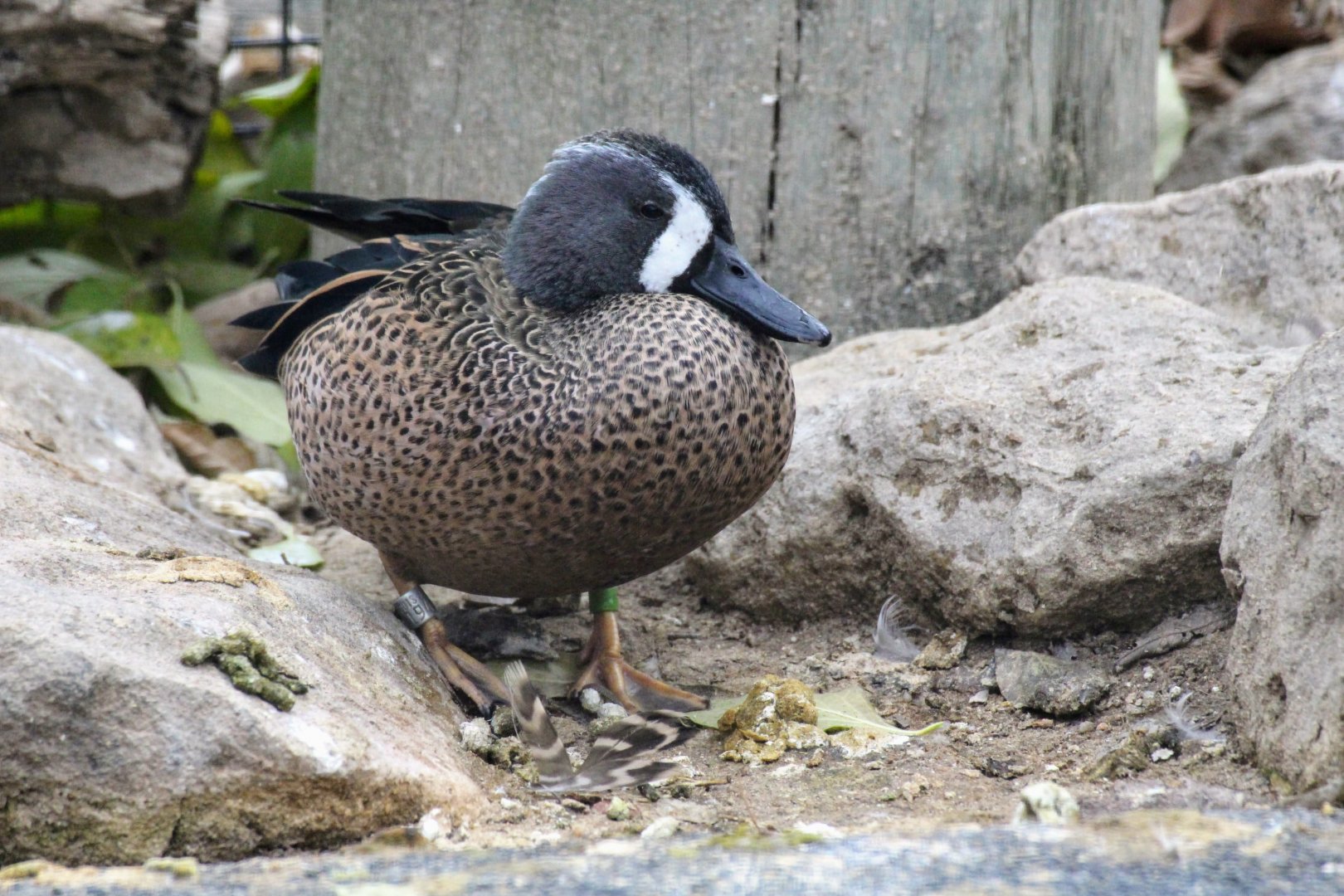 Blue-winged Teal