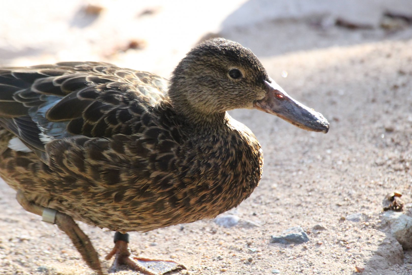 Blue-winged Teal