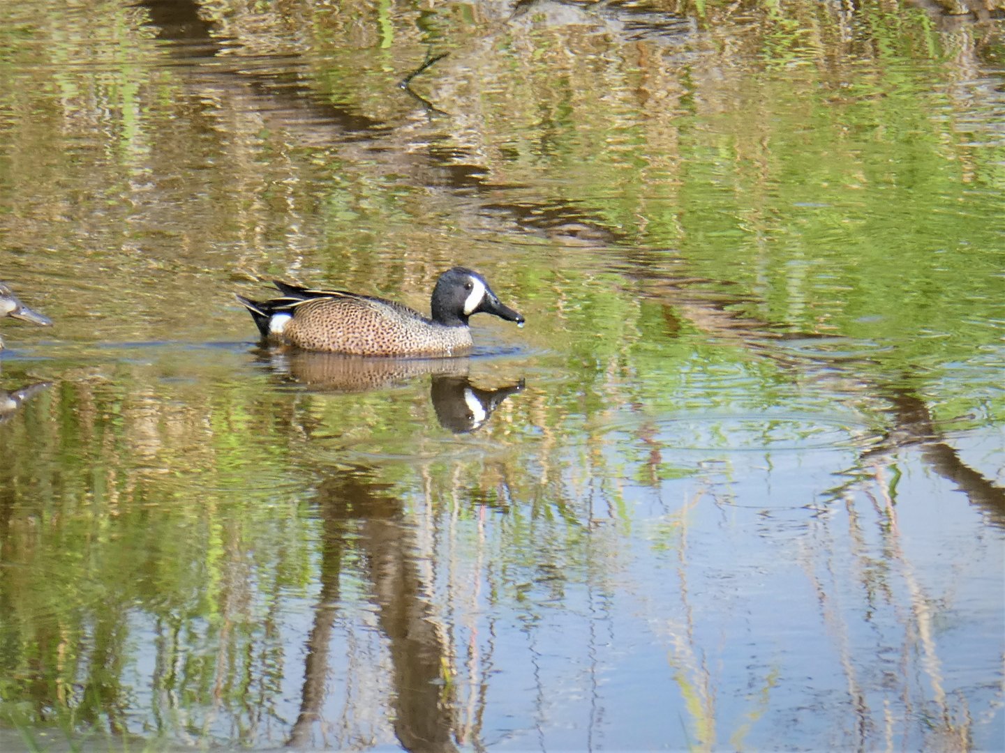 Blue-winged Teal