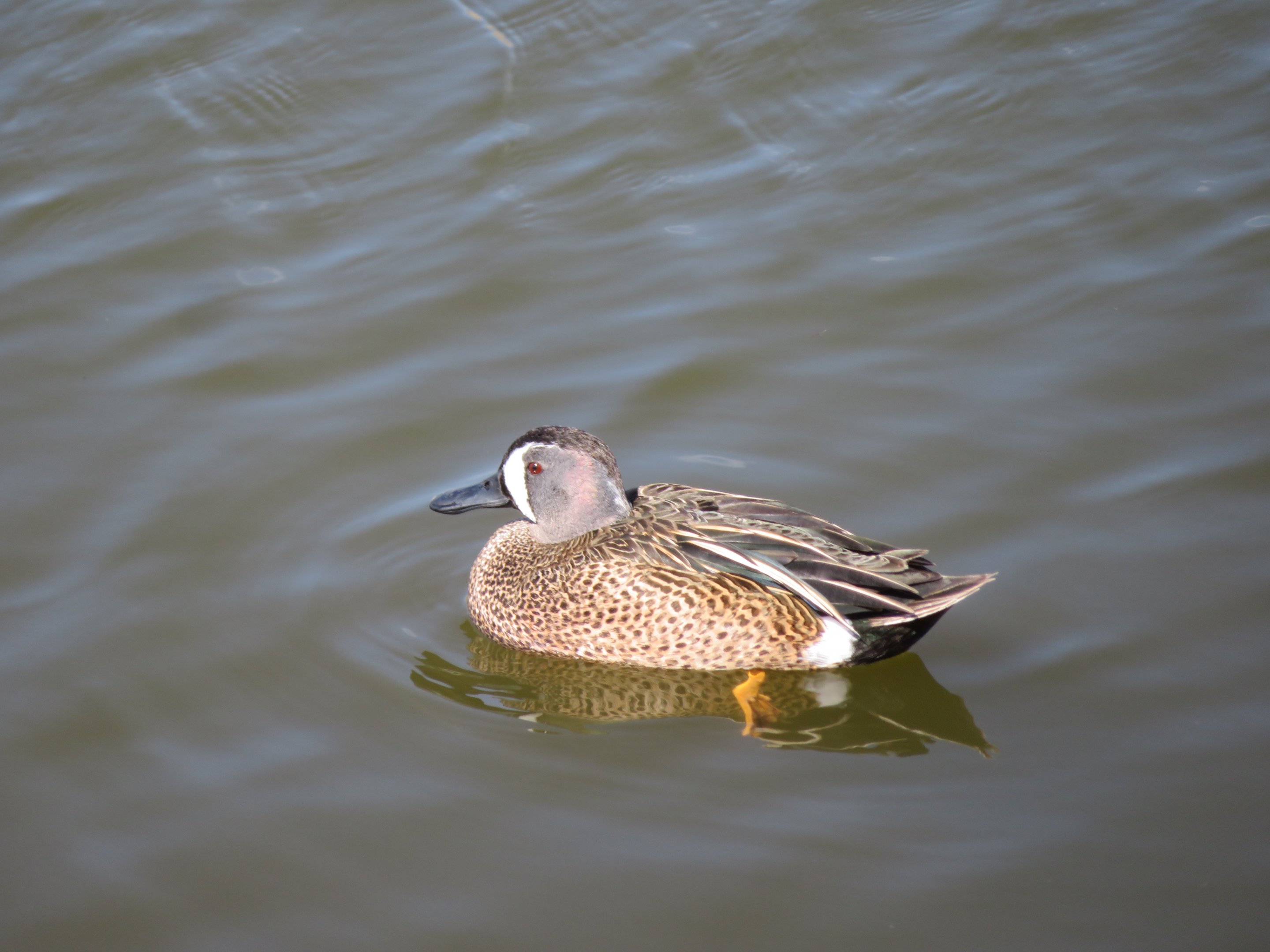 Blue-winged Teal