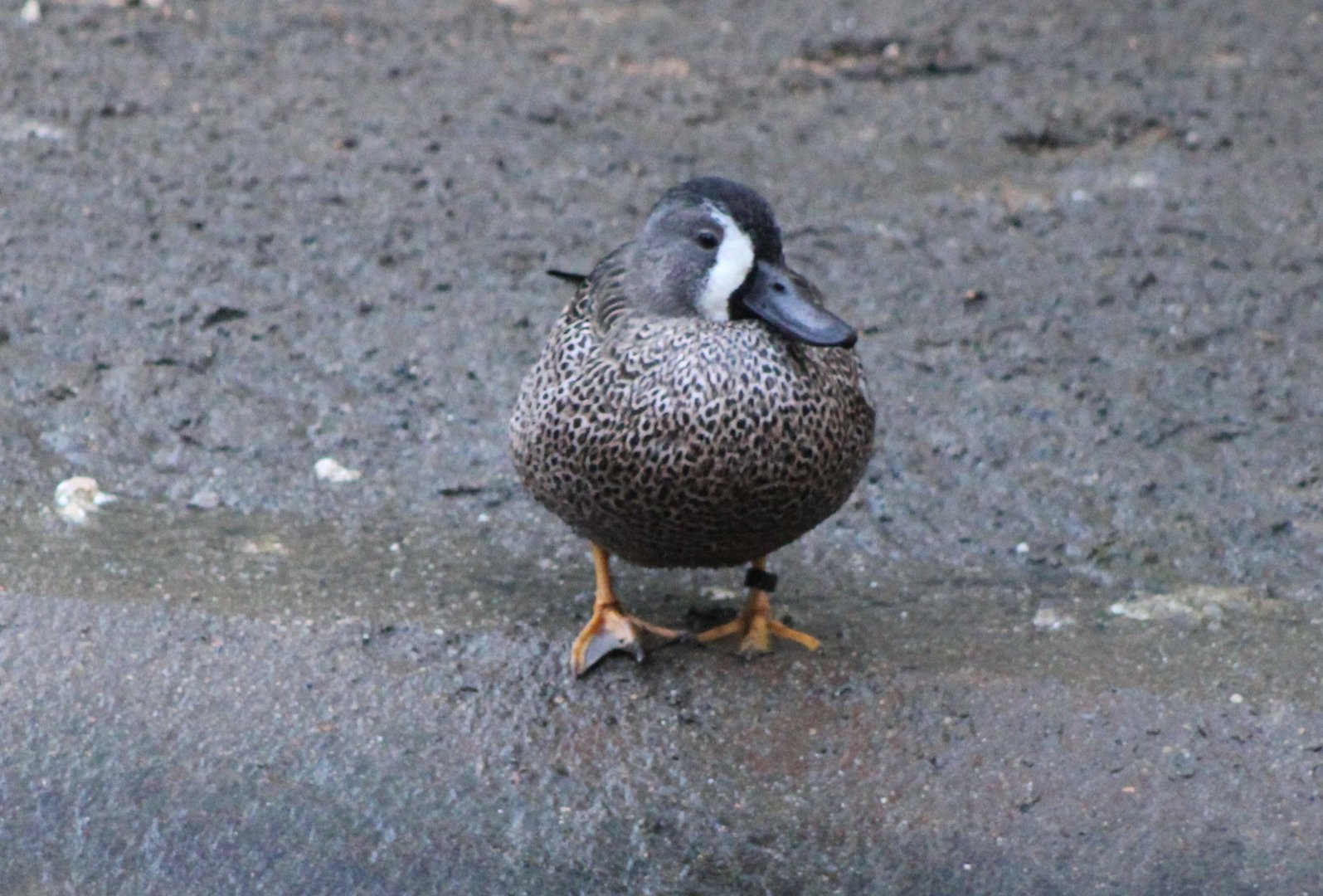 Blue-winged teal