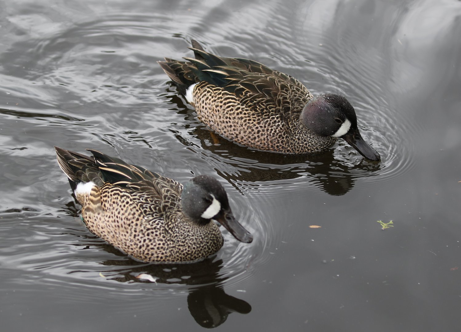 Blue-winged Teal