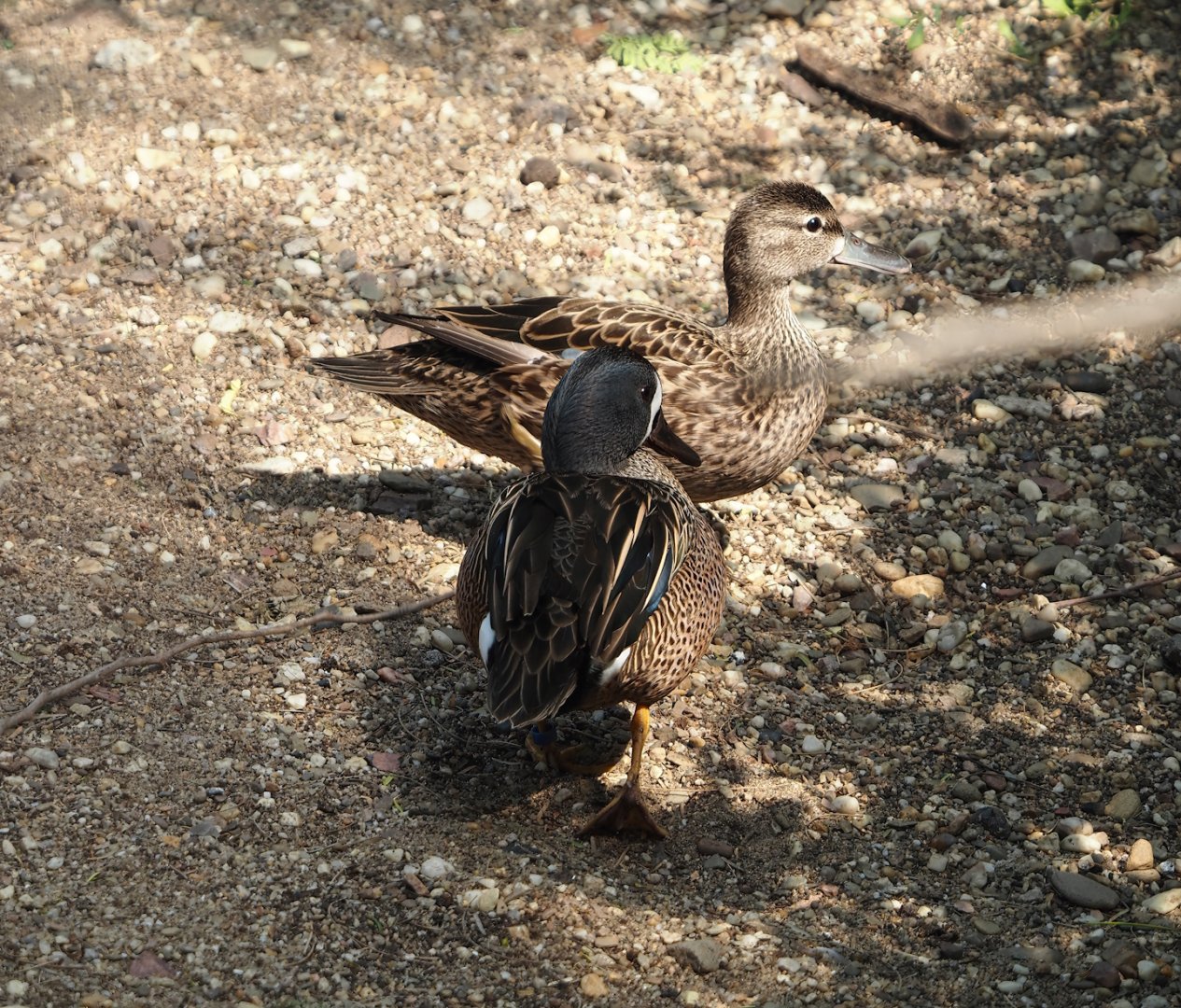 Blue-winged teals (Spatula discors), 2025-05-17