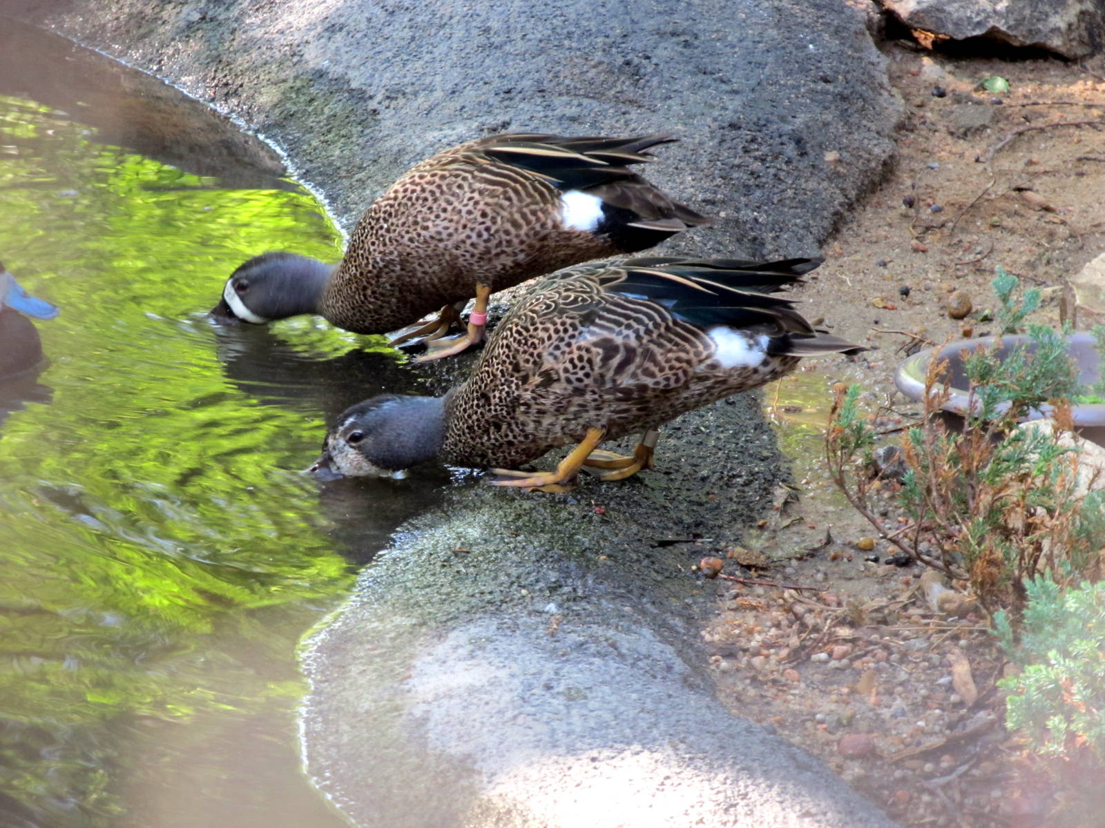 Blue-winged Teals