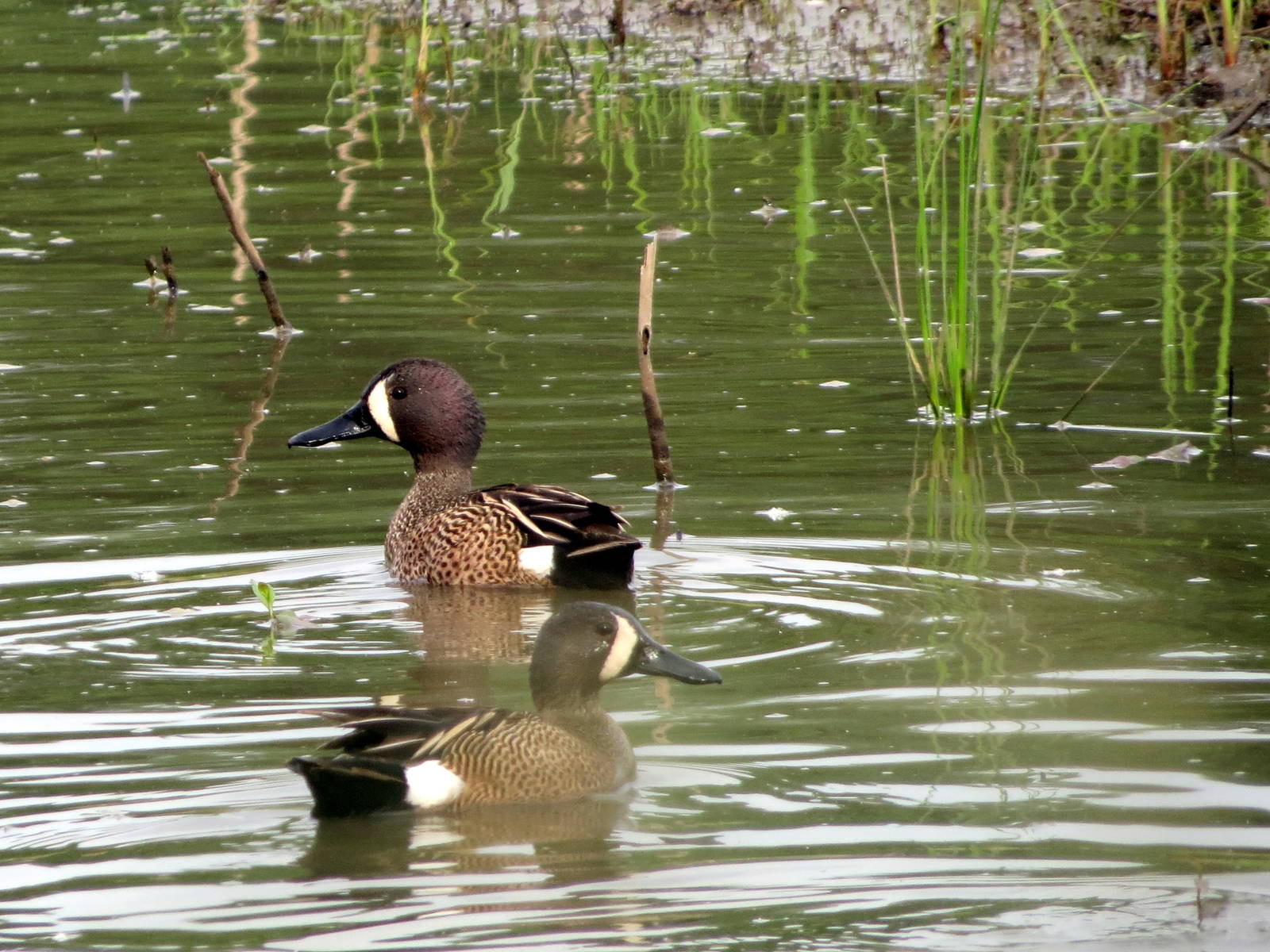 Blue-winged Teals
