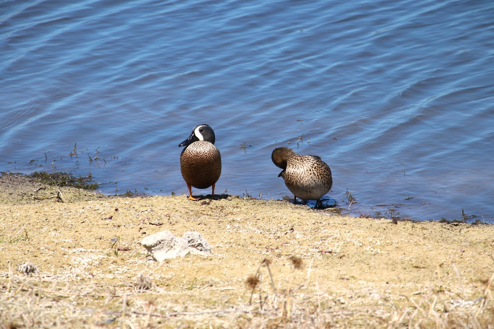 Blue-winged Teals