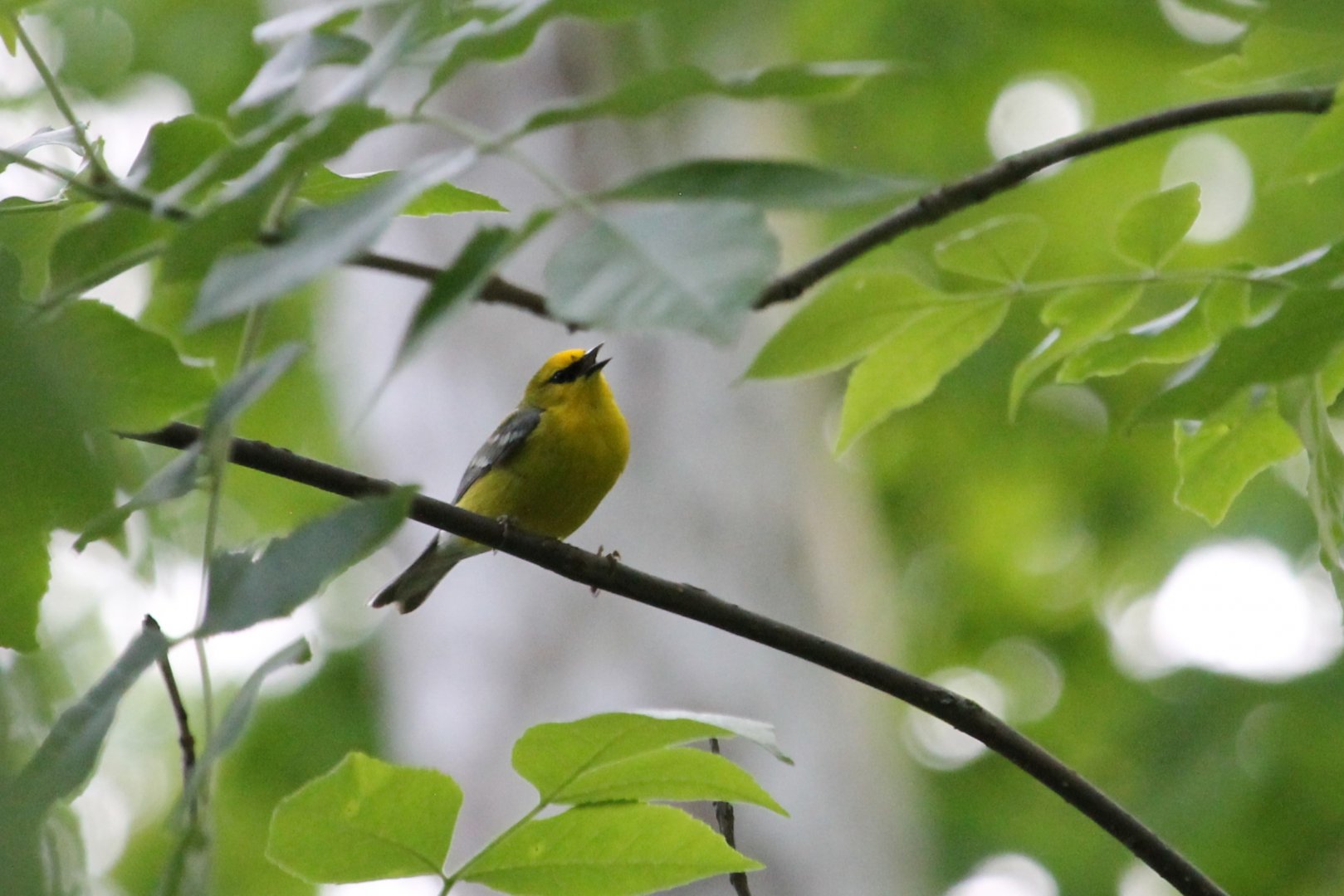 Blue-winged Warbler (Vermivora cyanoptera)