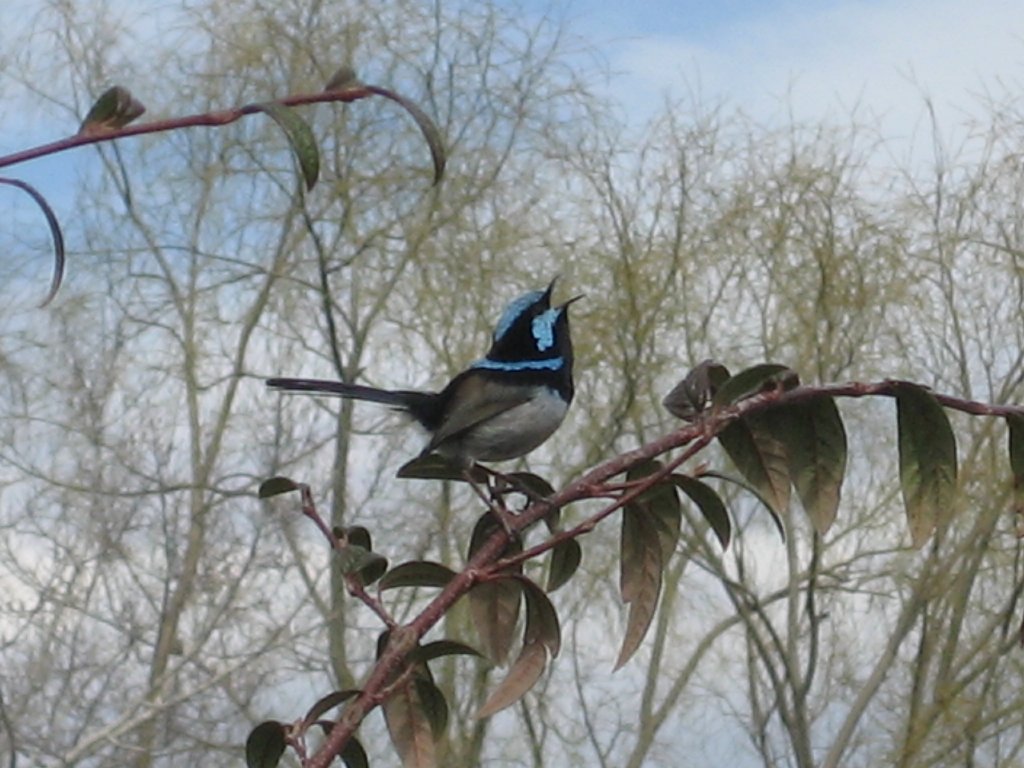 Blue Wren male vocalising