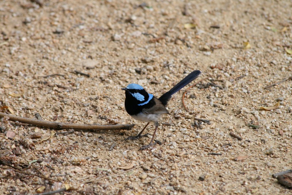 Blue Wren male
