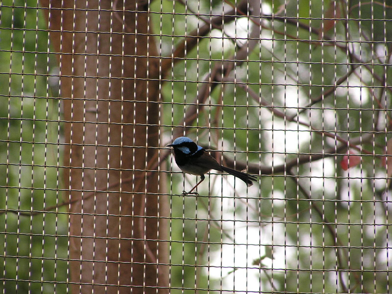 Blue wren/ Malurus cyaneus