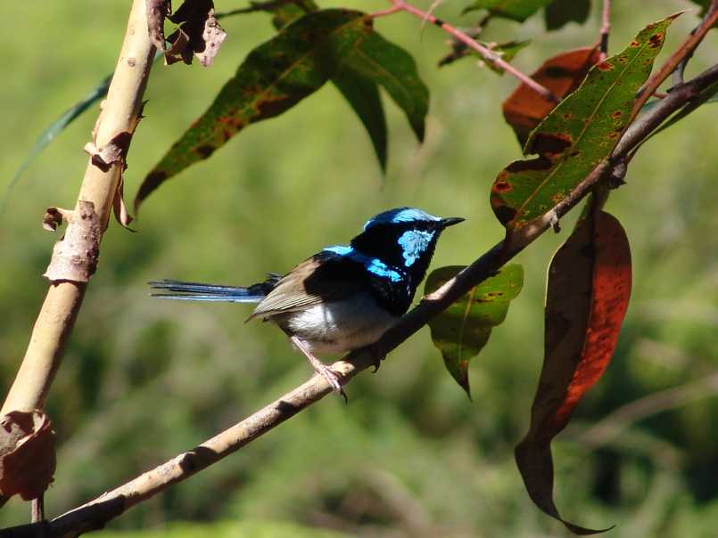 Blue Wren (wild)