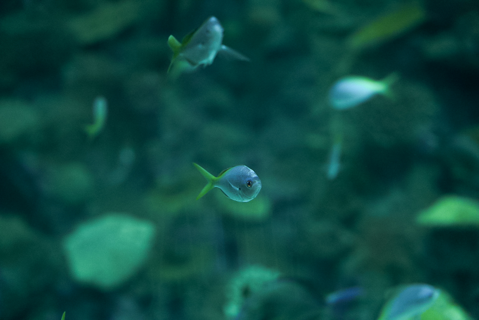 Blue & Yellow Fusiliers