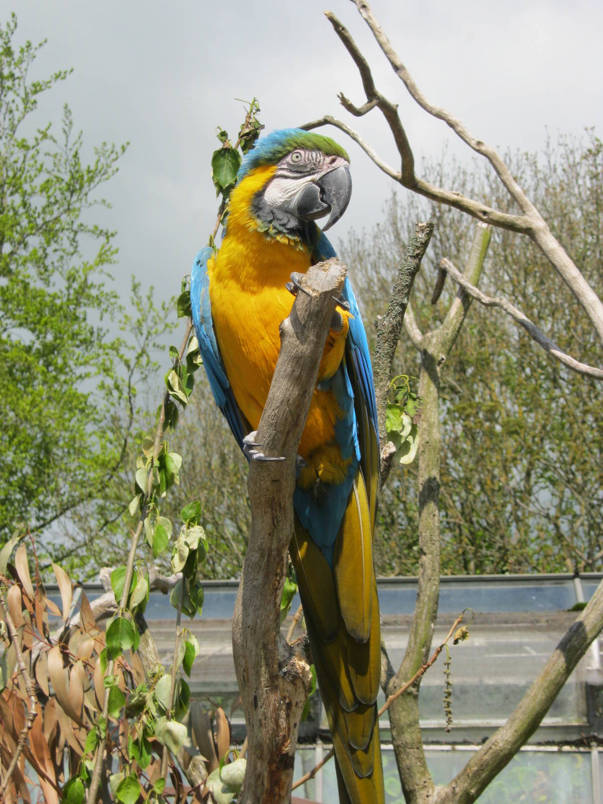 Blue & Yellow Macaw 2012