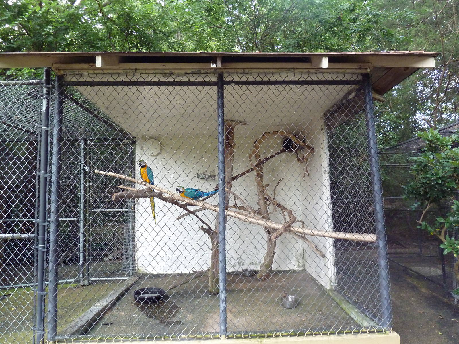 Blue + Yellow Macaw Exhibit