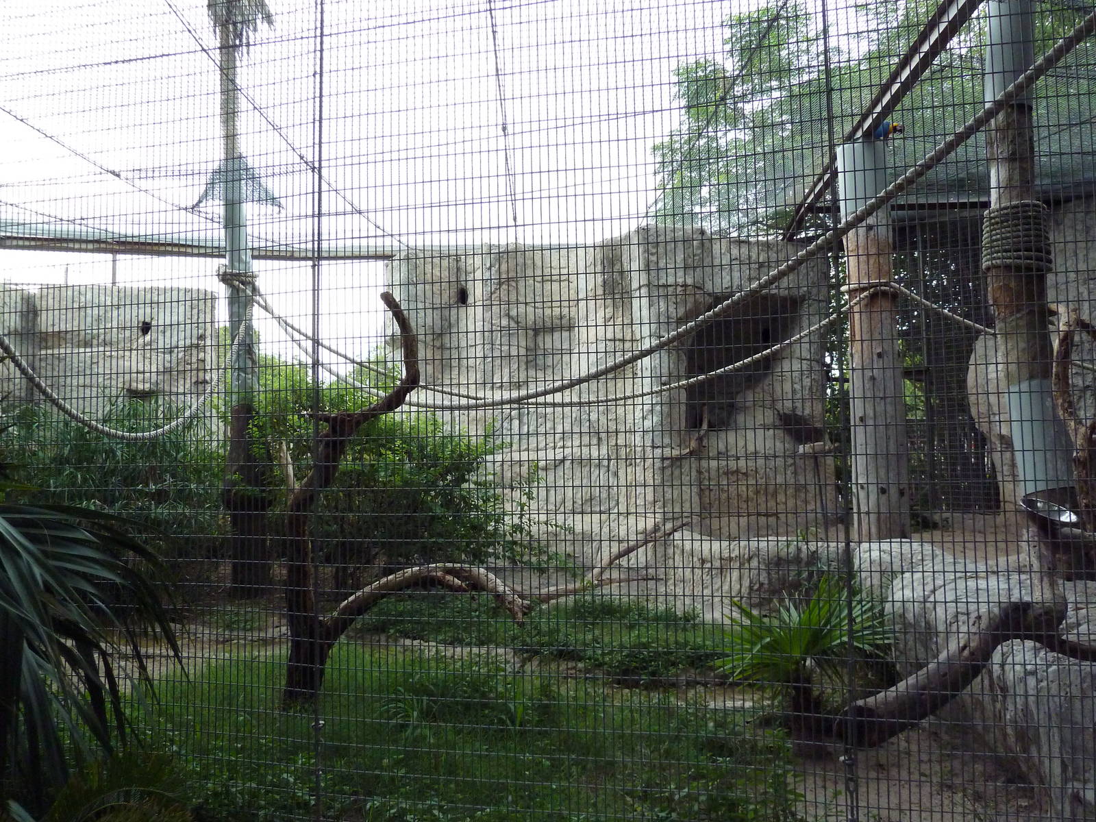 Blue + Yellow Macaw/Military Macaw/Greater Curassow Exhibit