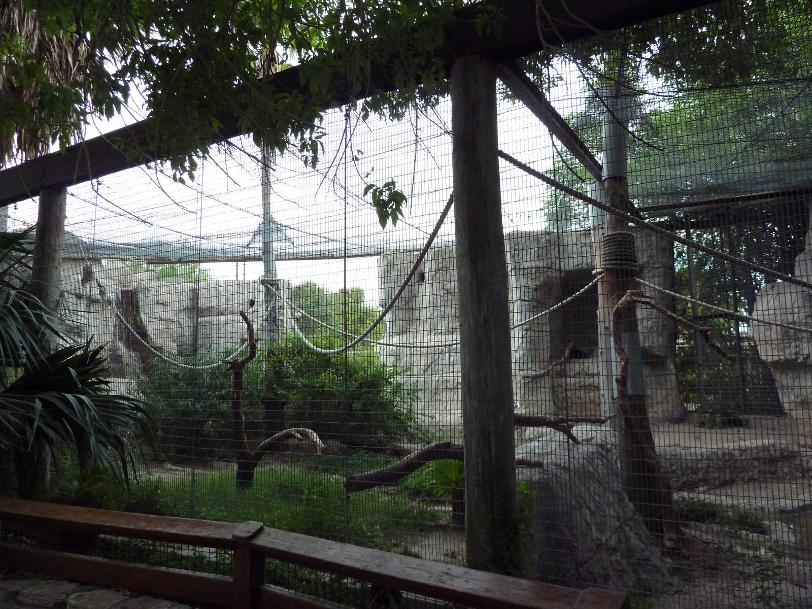 Blue + Yellow Macaw/Military Macaw/Greater Curassow Exhibit
