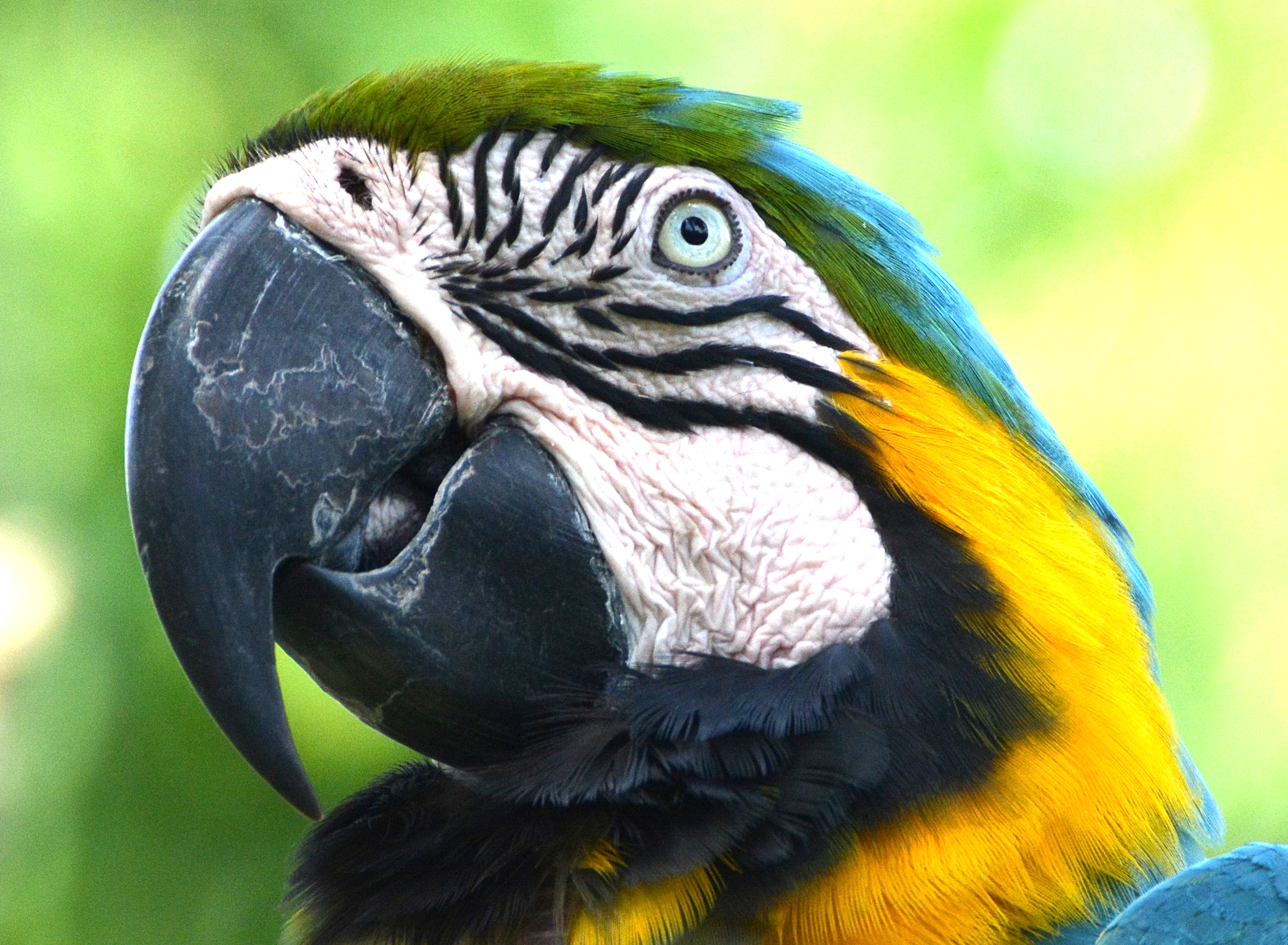 Blue & yellow macaw portrait