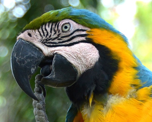 Blue & Yellow macaw portrait