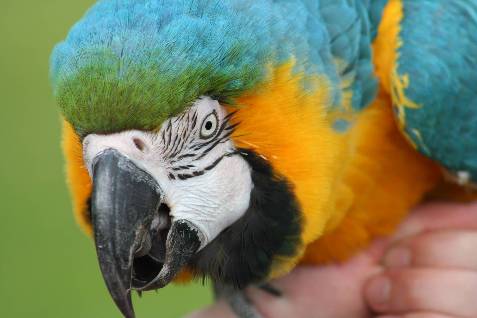 Blue & Yellow Macaw @ Whipsnade; 02.07.2011