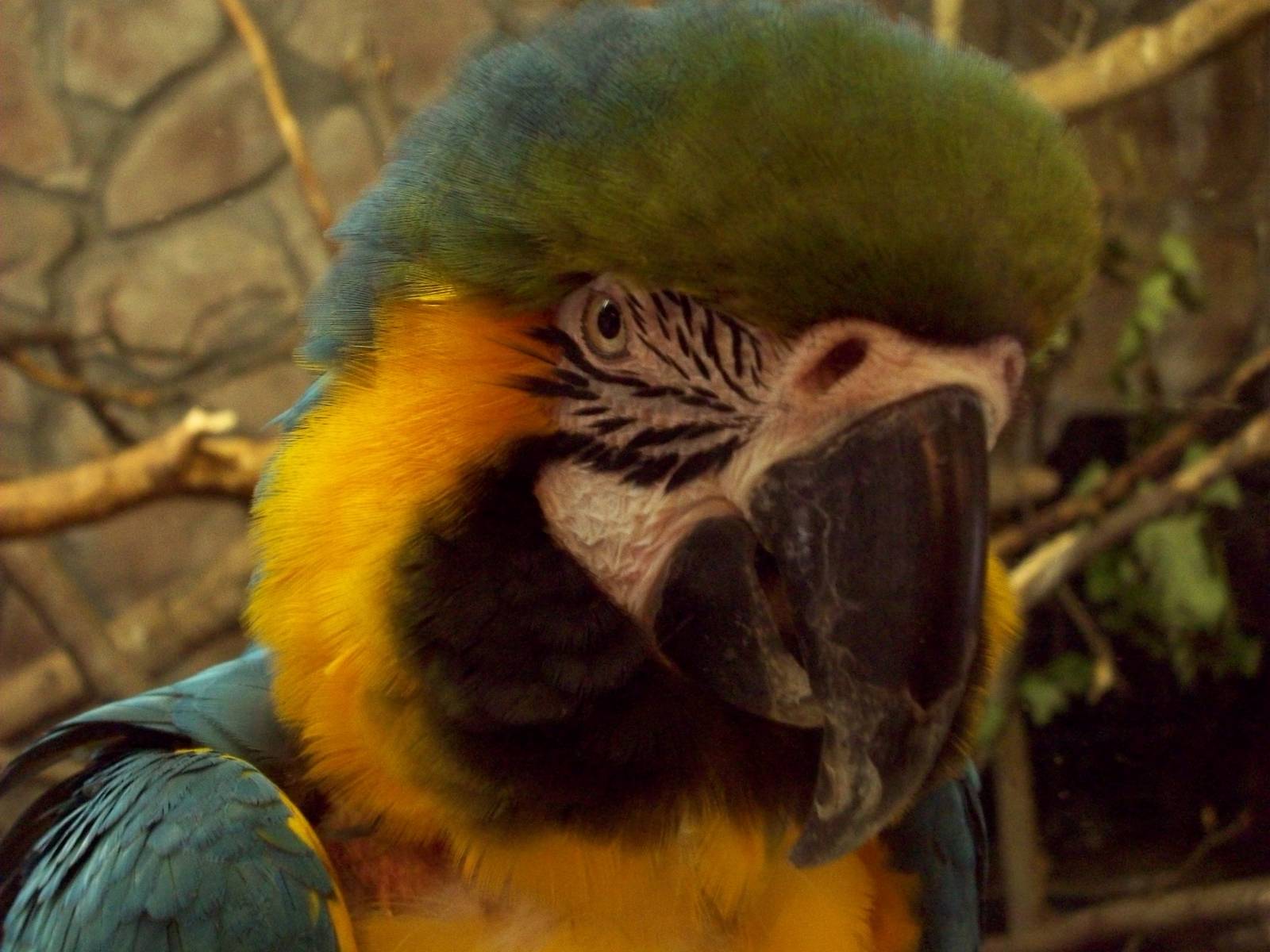 Blue & Yellow Macaw
