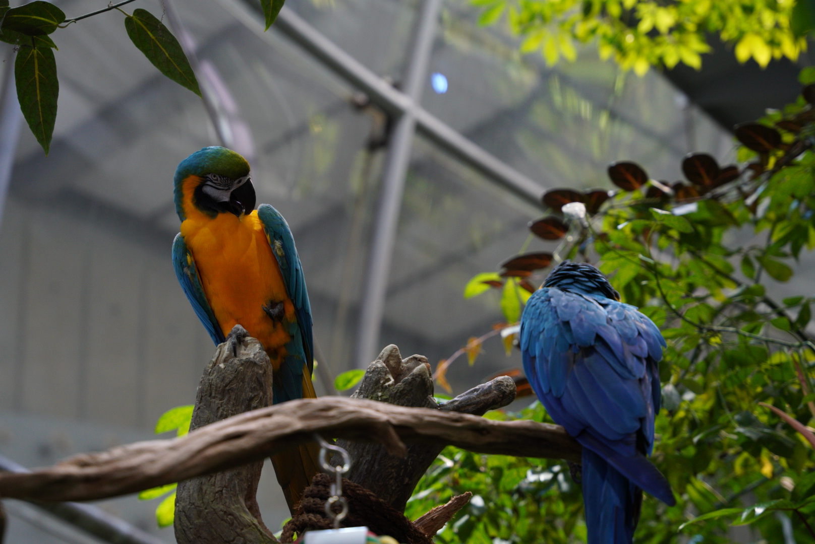 Blue & Yellow Macaws // Other Rainforest