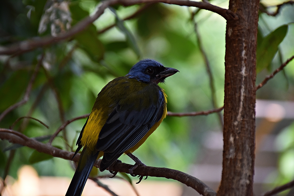 blue-yellow tanager
