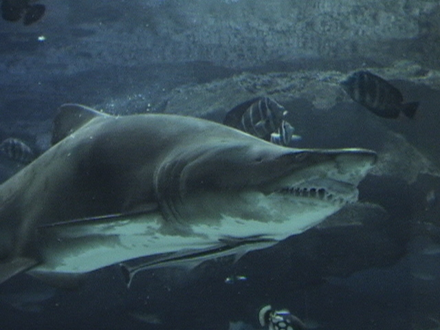 Blue Zoo Aquarium Beijing
