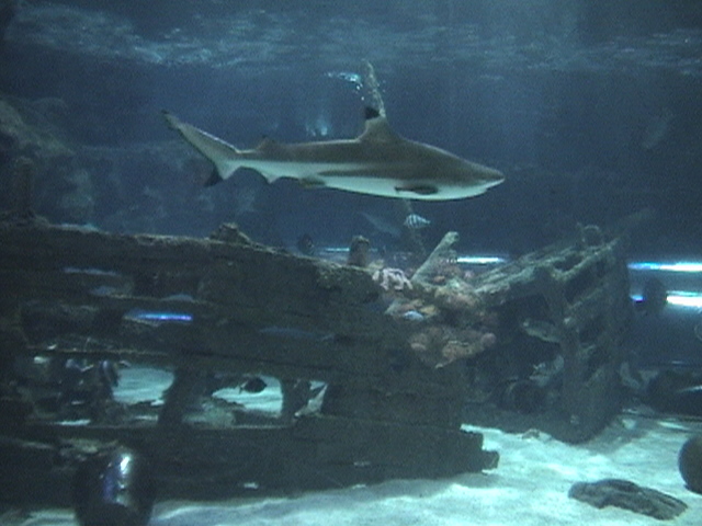 Blue Zoo Aquarium Beijing